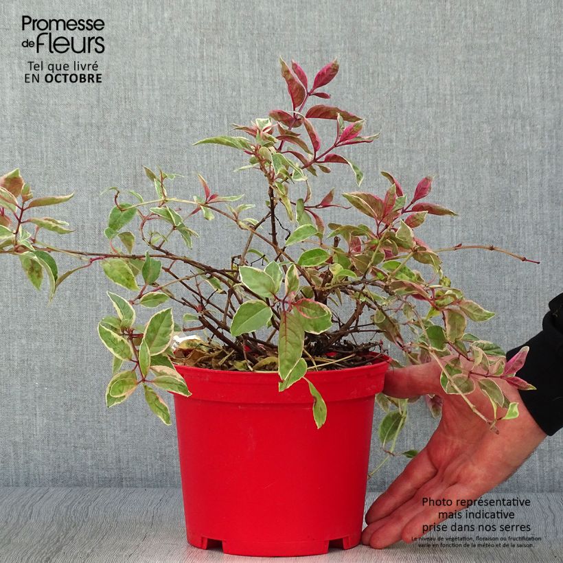 Fuchsia Tom West 2L/3L pot sample as delivered in autumn