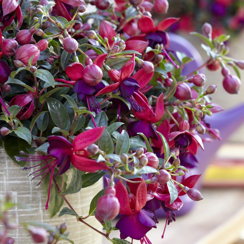 Fuchsia Soila (Bella Series) (Flowering)