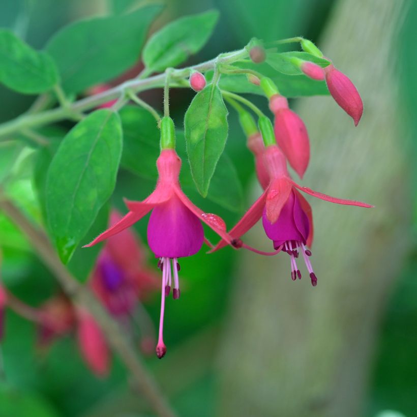 Fuchsia alpestris Grimpant (Flowering)