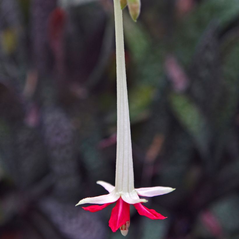 Fuchsia boliviana Alba (Flowering)