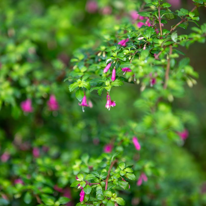 Fuchsia microphylla subsp. microphylla (Foliage)