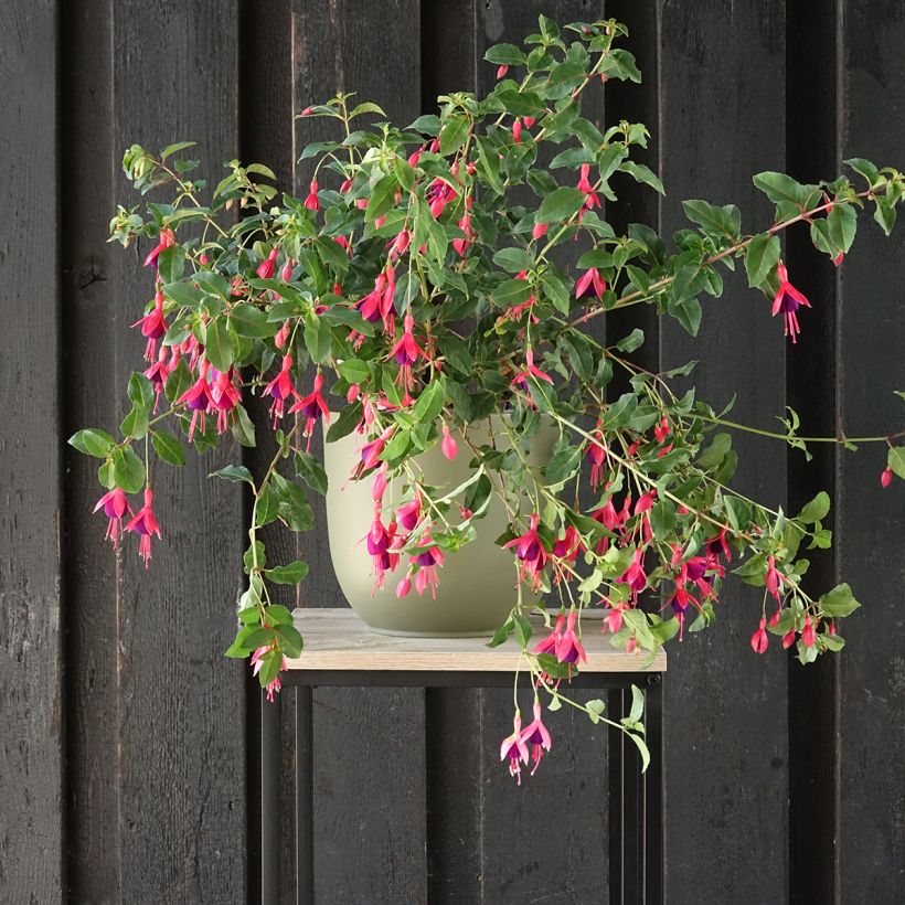 Fuchsia Mrs Popple (Plant habit)