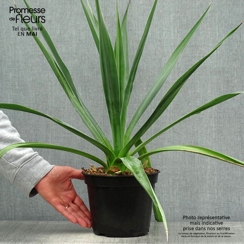 Furcraea bedinghausii 3L/4L pot sample as delivered in spring
