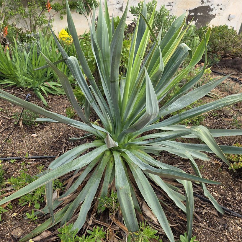 Furcraea bedinghausii (Plant habit)