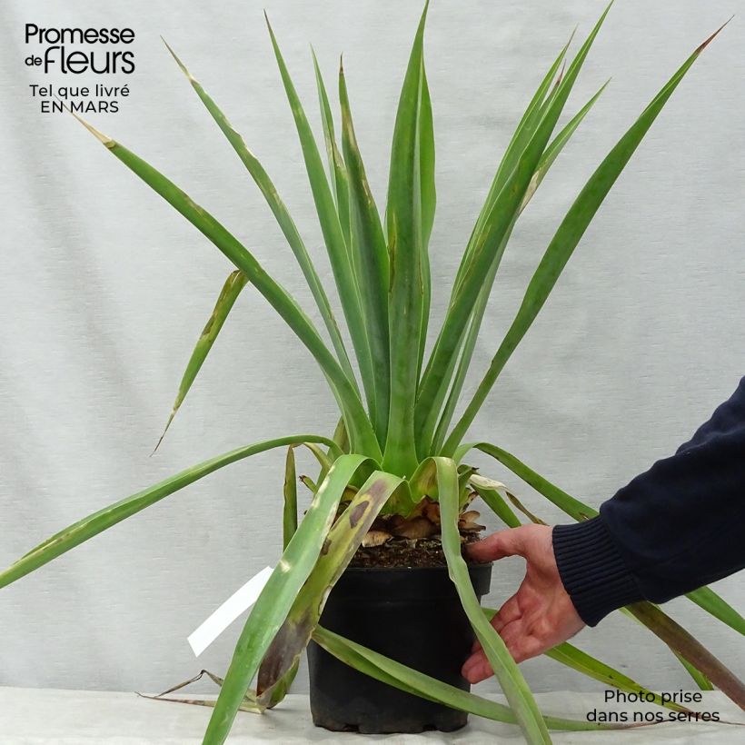 Furcraea longaeva 4L/5L pot sample as delivered in spring