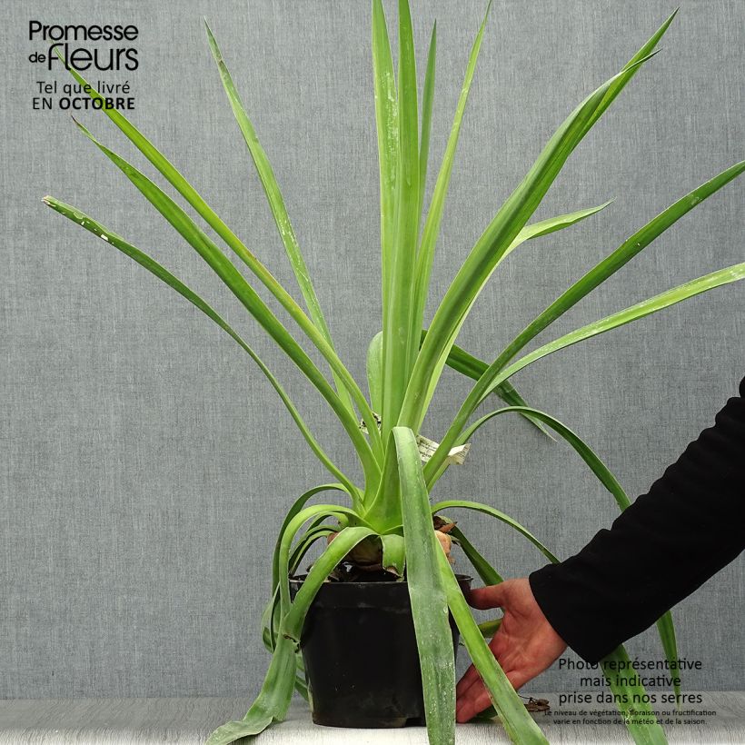 Furcraea longaeva 4L/5L pot sample as delivered in autumn