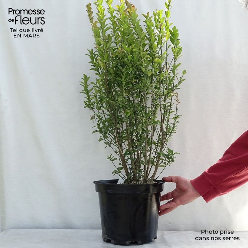 Euonymus japonicus Benkomasaki Erecta - Japanese Spindle 7.5L/10L pot sample as delivered in spring