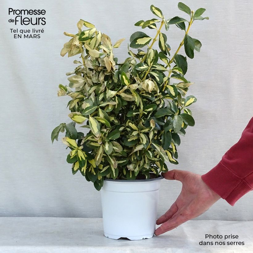 Euonymus japonicus Duc d'Anjou 3L/4L pot sample as delivered in spring