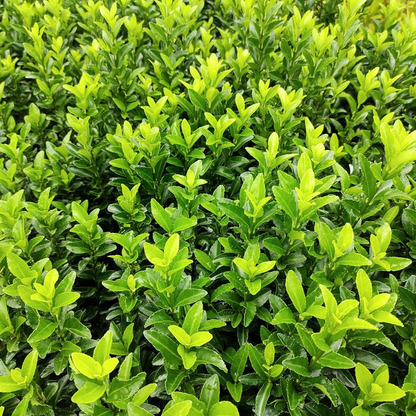 Euonymus japonicus Green Spire - Japanese Spindle (Foliage)