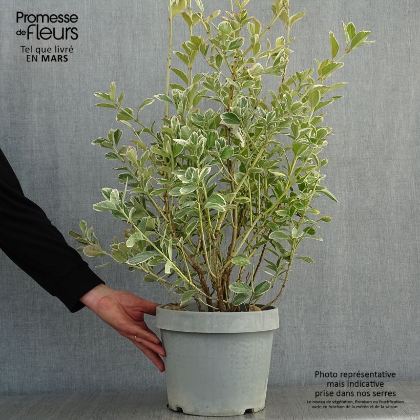 Euonymus japonicus Silver King - Japanese Spindle 7.5L/10L pot sample as delivered in winter