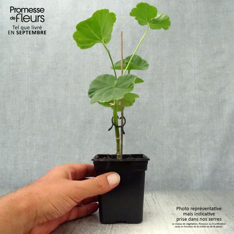 Pelargonium hortorum Apple Blossom Rosebud 7/8 cm pot sample as delivered in autumn