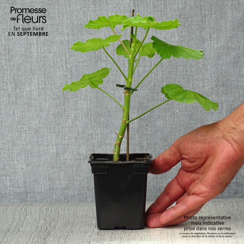 Pelargonium Crystal Palace Gem 7/8 cm pot sample as delivered in autumn