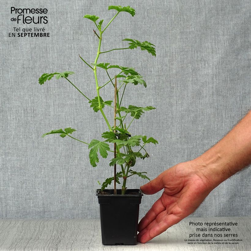 Pelargonium Paton's Unique 7/8 cm pot sample as delivered in autumn