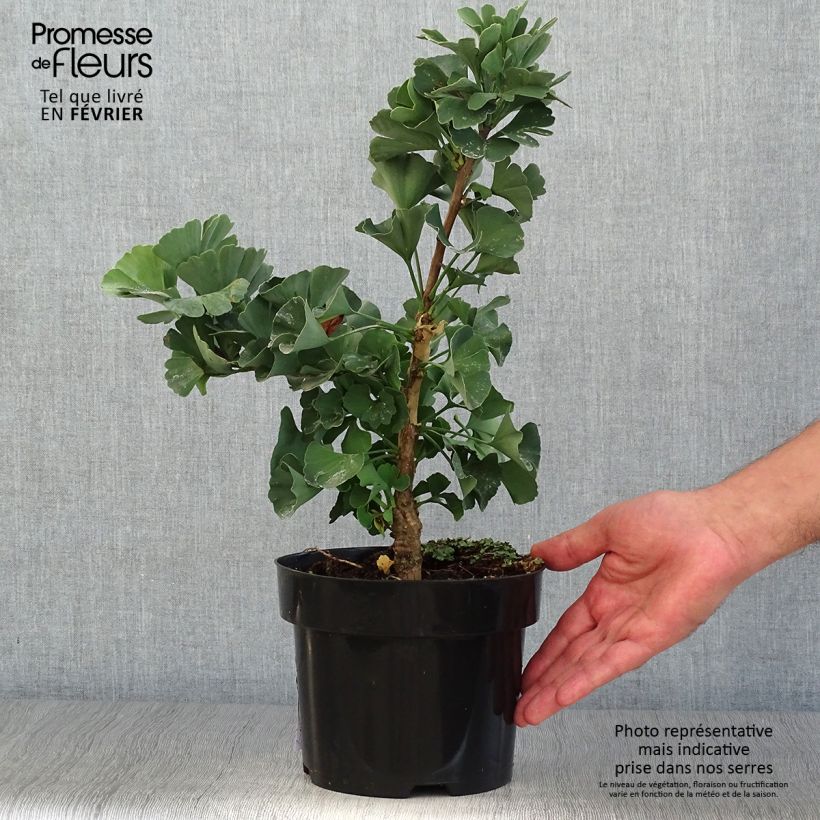 Ginkgo biloba Troll 2L/3L pot sample as delivered in autumn