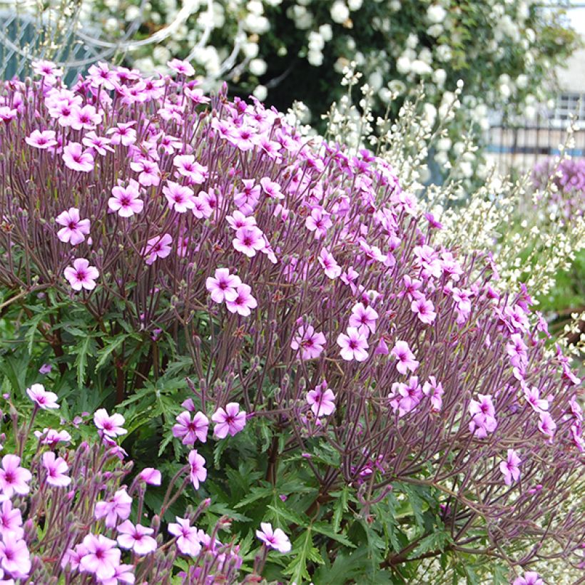 Geranium maderense (Flowering)