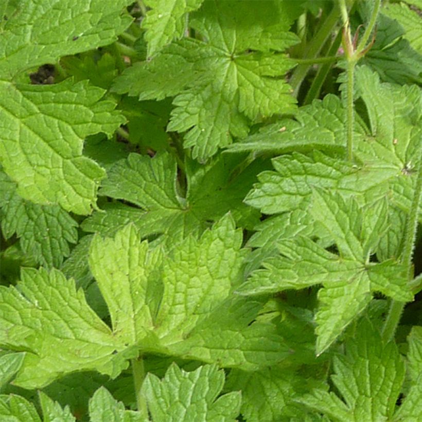 Geranium endressii Beholders Eye (Foliage)