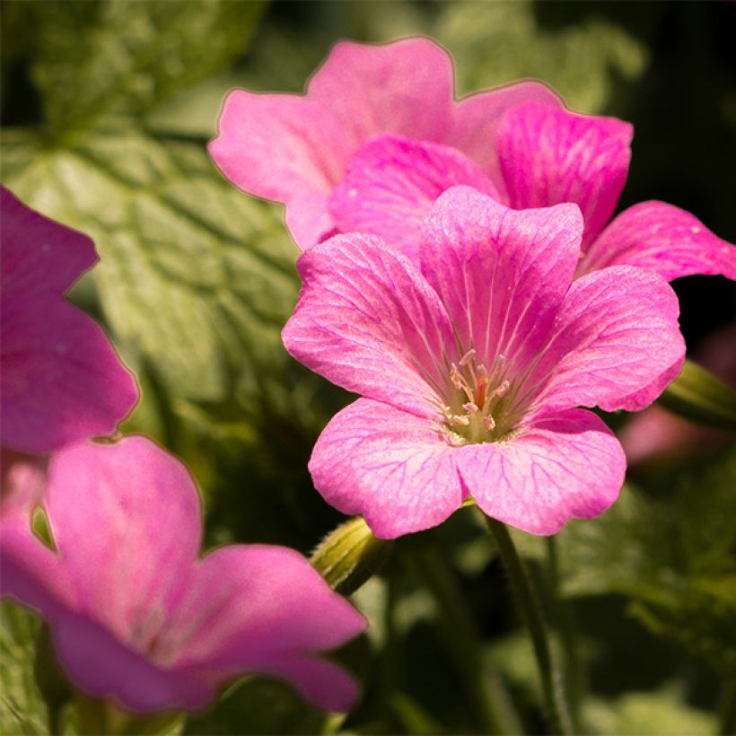 Geranium endressii Beholders Eye (Flowering)