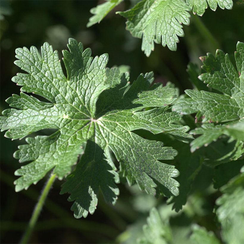 Geranium magnificum Rosemoor (Foliage)