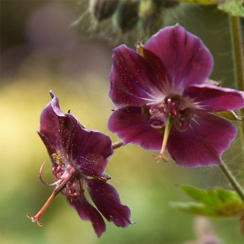 Geranium phaeum Samobor (Flowering)