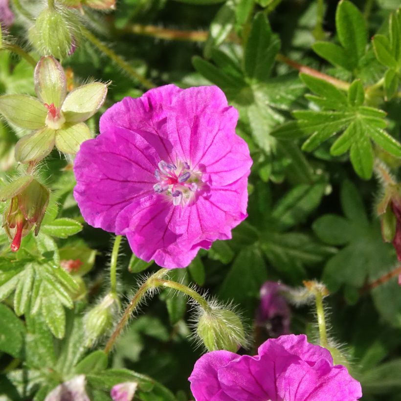Geranium sanguineum Frivolius Purple - Bloody cranesbill (Flowering)