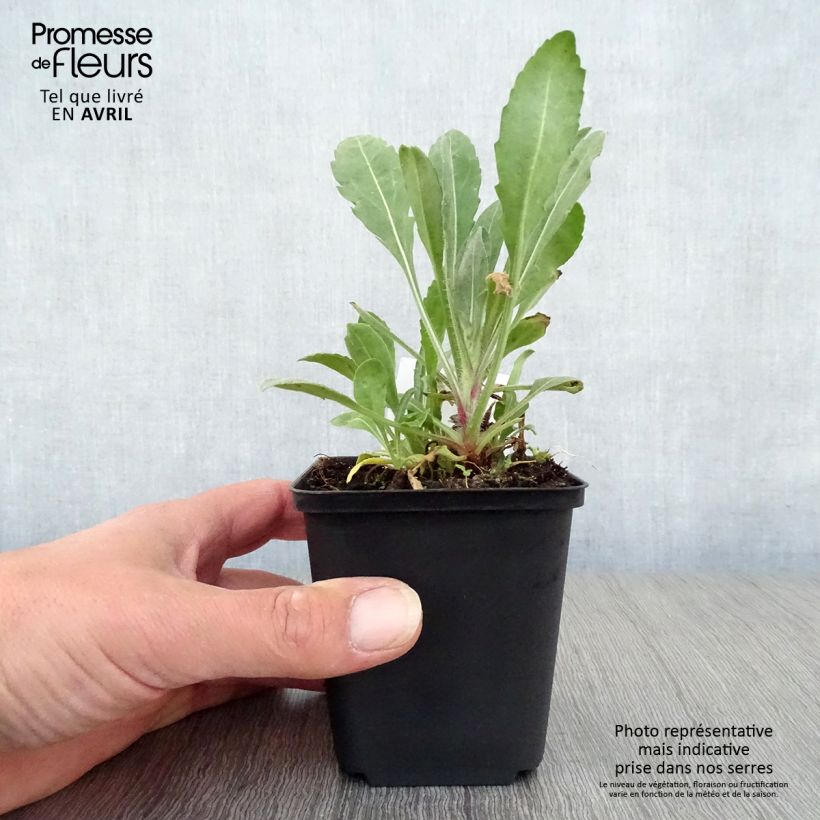 Gaillardia grandiflora Burgunder 7/8 cm pot sample as delivered in spring