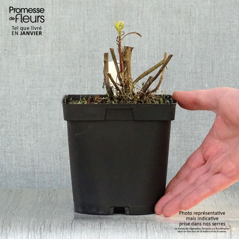 Gaillardia grandiflora Burgunder 2L/3L pot sample as delivered in winter