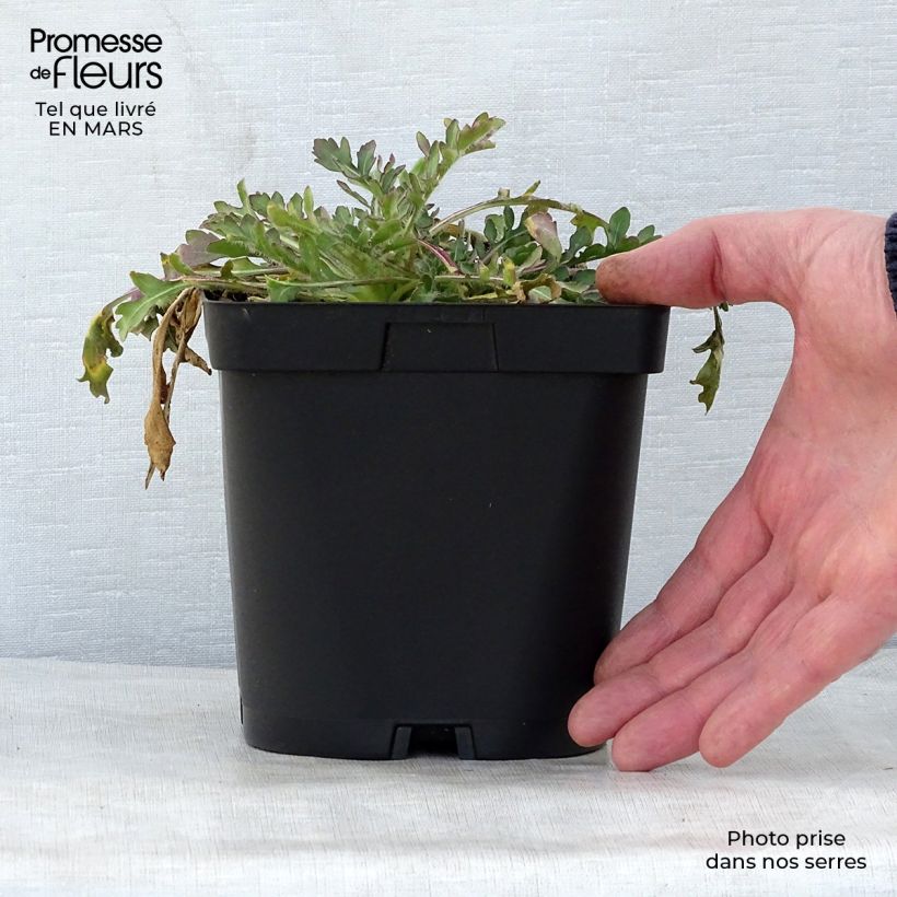 Gaillardia grandiflora Burgunder 2L/3L pot sample as delivered in spring