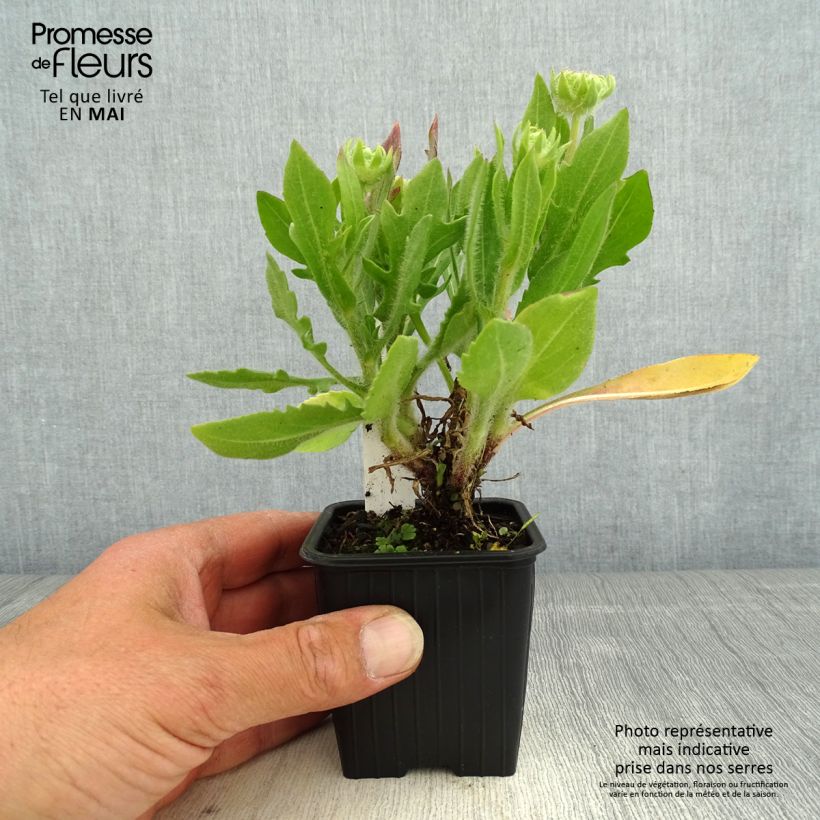 Gaillardia Fanfare Blaze 8/9 cm pot sample as delivered in spring