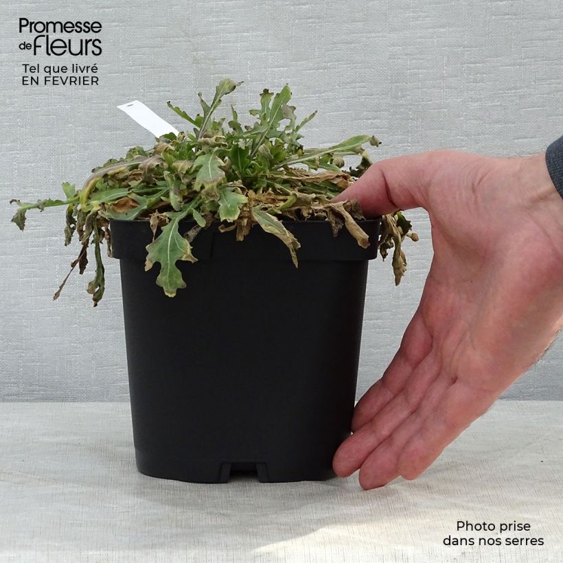 Gaillardia grandiflora Kobold 2L/3L pot sample as delivered in winter