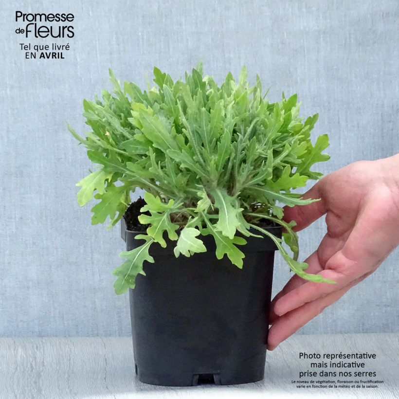 Gaillardia grandiflora Kobold 2L/3L pot sample as delivered in spring