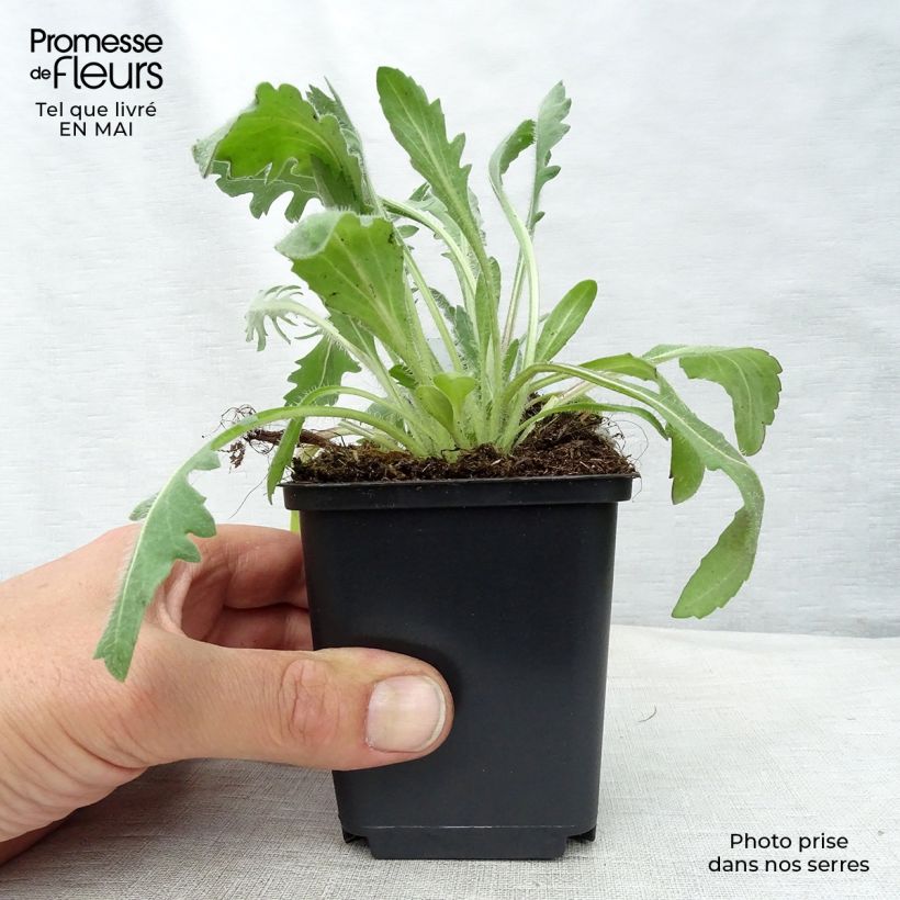 Gaillardia grandiflora Kobold 8/9 cm pot sample as delivered in spring