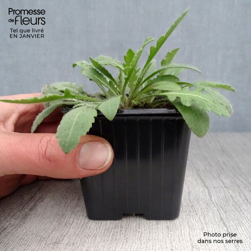 Gaillardia Lutin 7/8 cm pot sample as delivered in winter