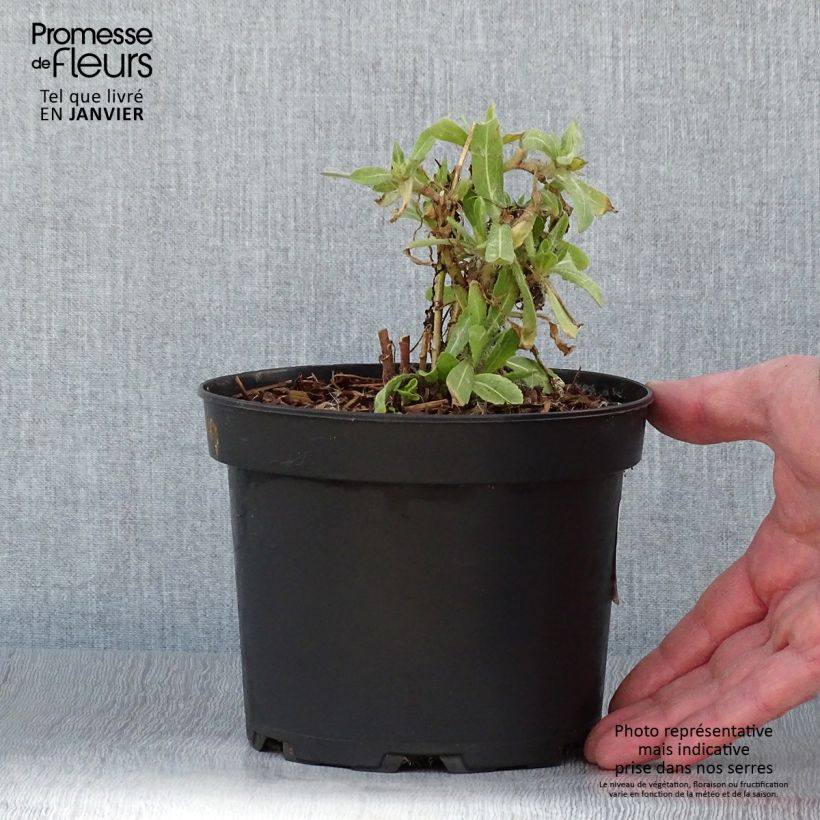 Gaillardia Lutin 2L/3L pot sample as delivered in winter