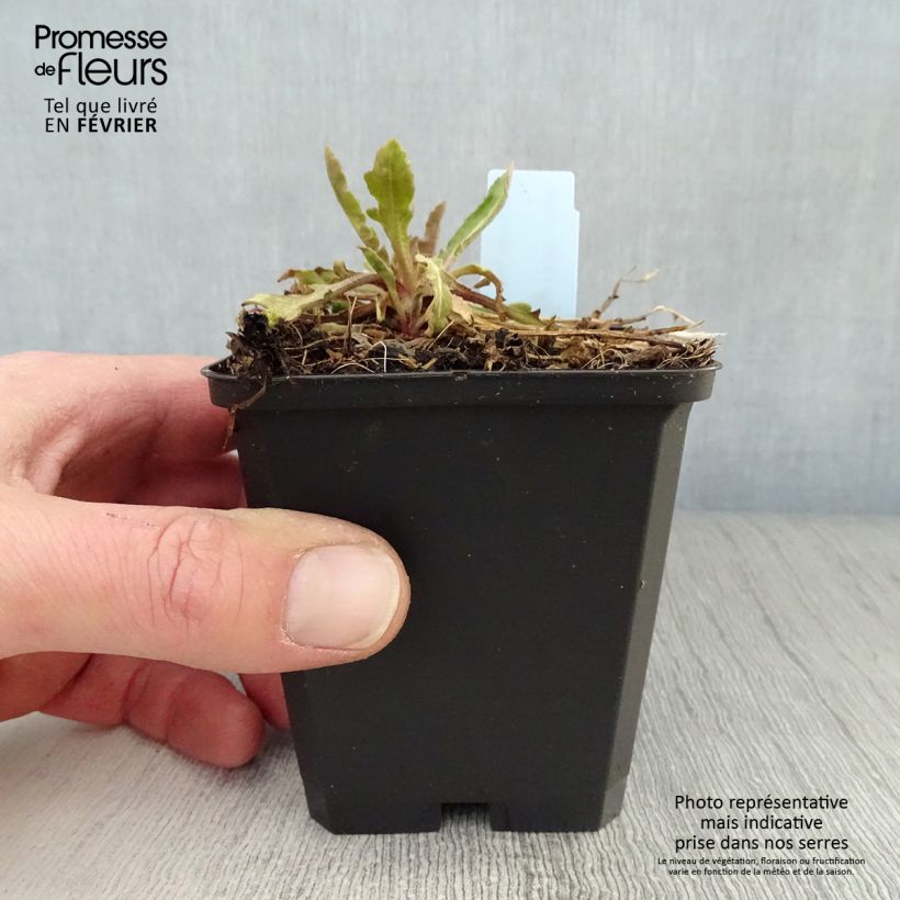 Gaillardia grandiflora Tokayer 8/9 cm pot sample as delivered in winter