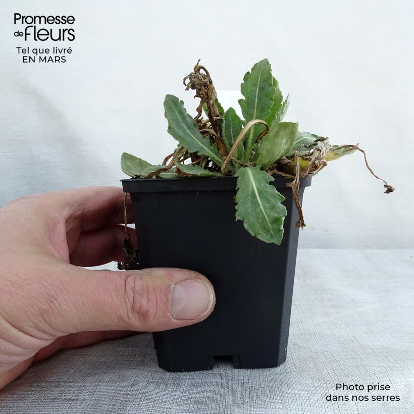 Gaillardia grandiflora Tokayer 8/9 cm pot sample as delivered in spring