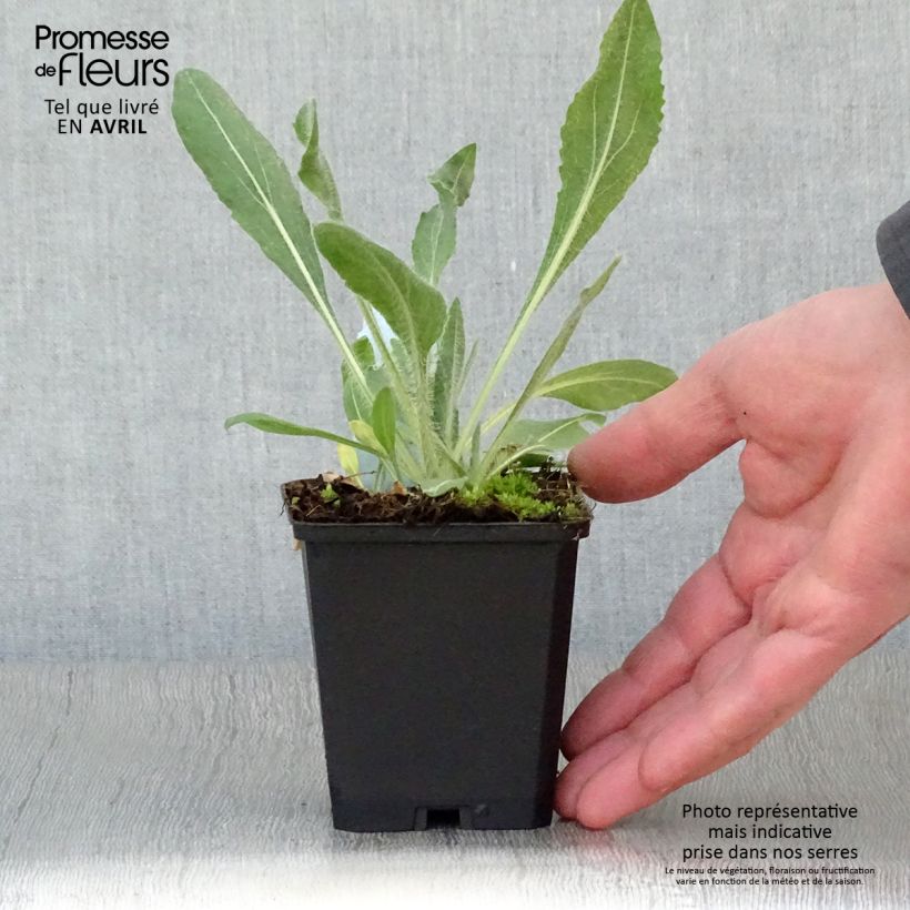 Gaillardia aristata Amber Wheels 8/9 cm pot sample as delivered in spring