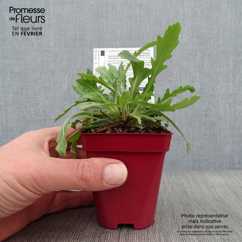 Gaillardia Arizona Red Shades 8/9 cm pot sample as delivered in winter