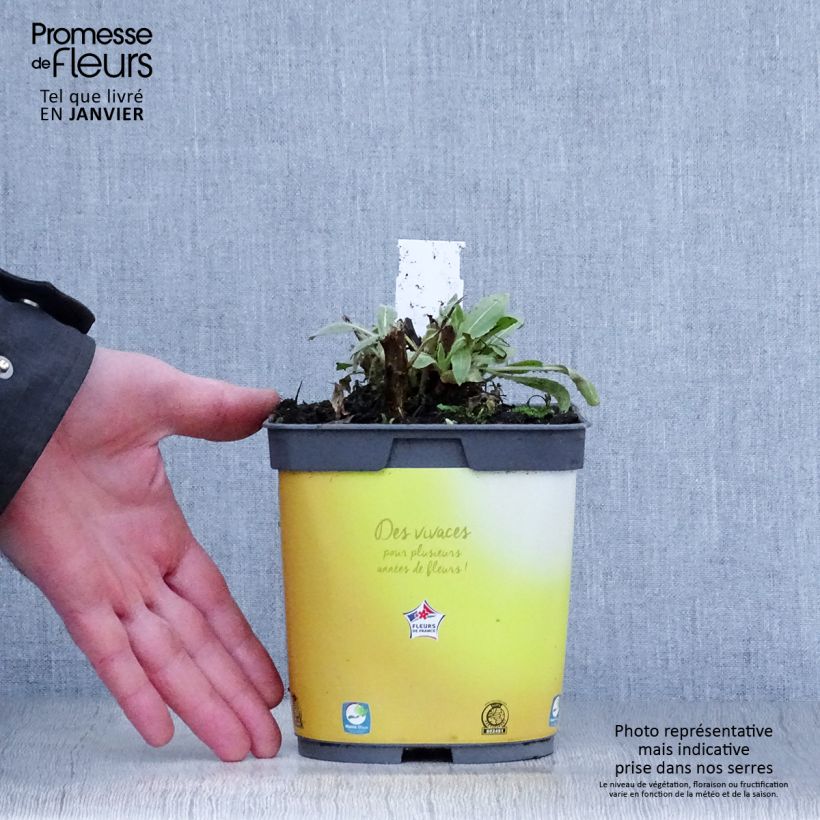 Gaillardia aristata Mesa Bright Bicolour 2L/3L pot sample as delivered in winter