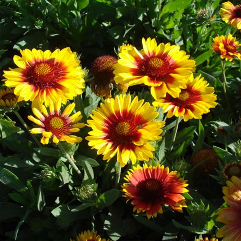 Gaillardia aristata Mesa Bright Bicolour (Plant habit)