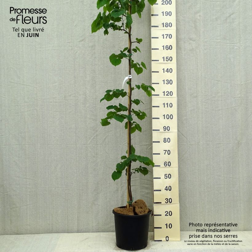 Cercis canadensis Cascading Hearts - Eastern Redbud 7.5L/10L pot sample as delivered in summer