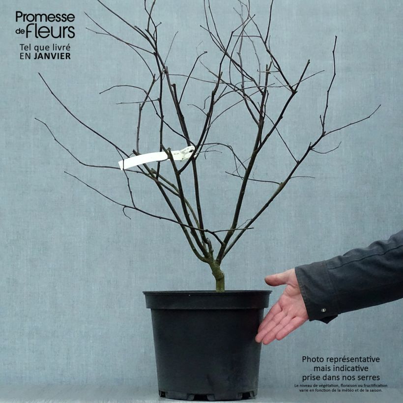 Cercis canadensis Red Force - Eastern Redbud 7.5L/10L pot sample as delivered in winter