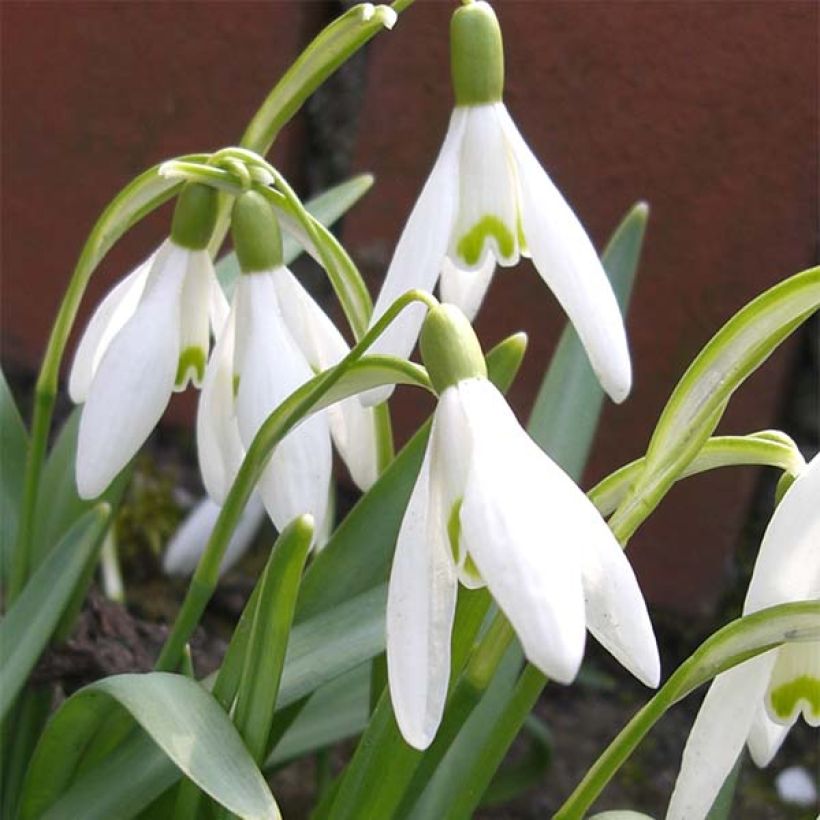 Galanthus nivalis (Flowering)