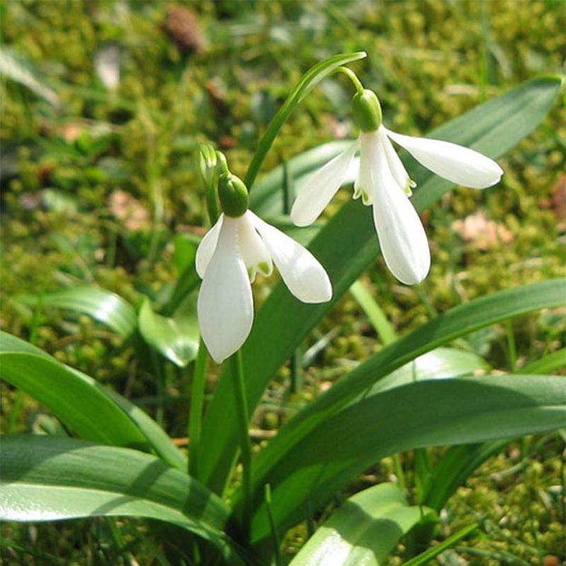 Galanthus woronowii (Flowering)