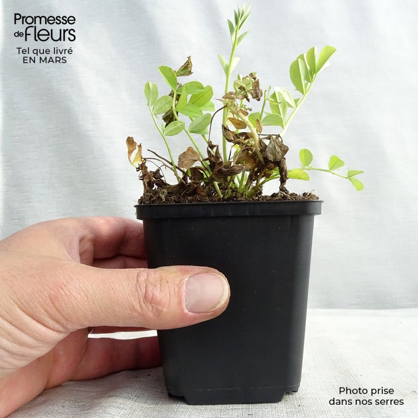 Galega officinalis 8/9 cm pot sample as delivered in spring