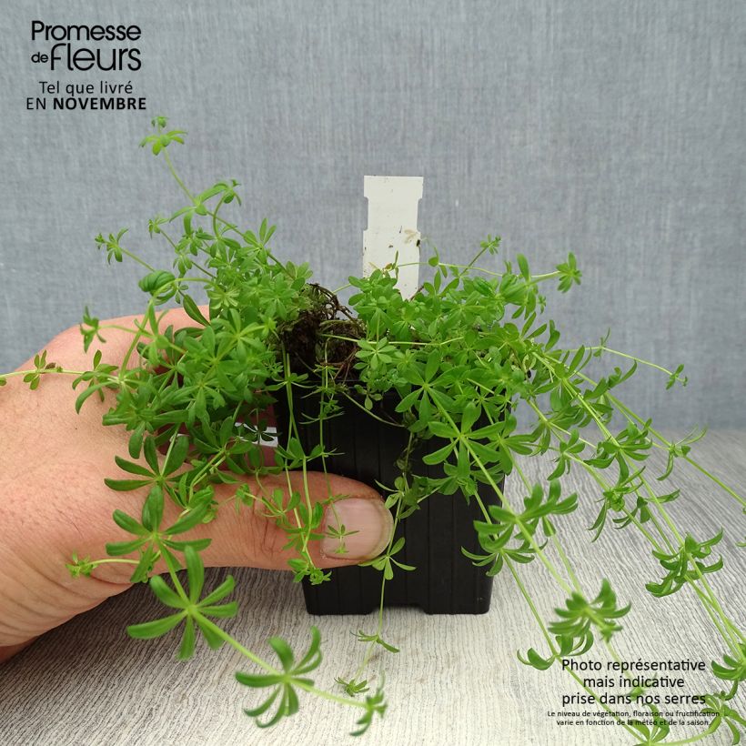 Galium verum 8/9 cm pot sample as delivered in autumn