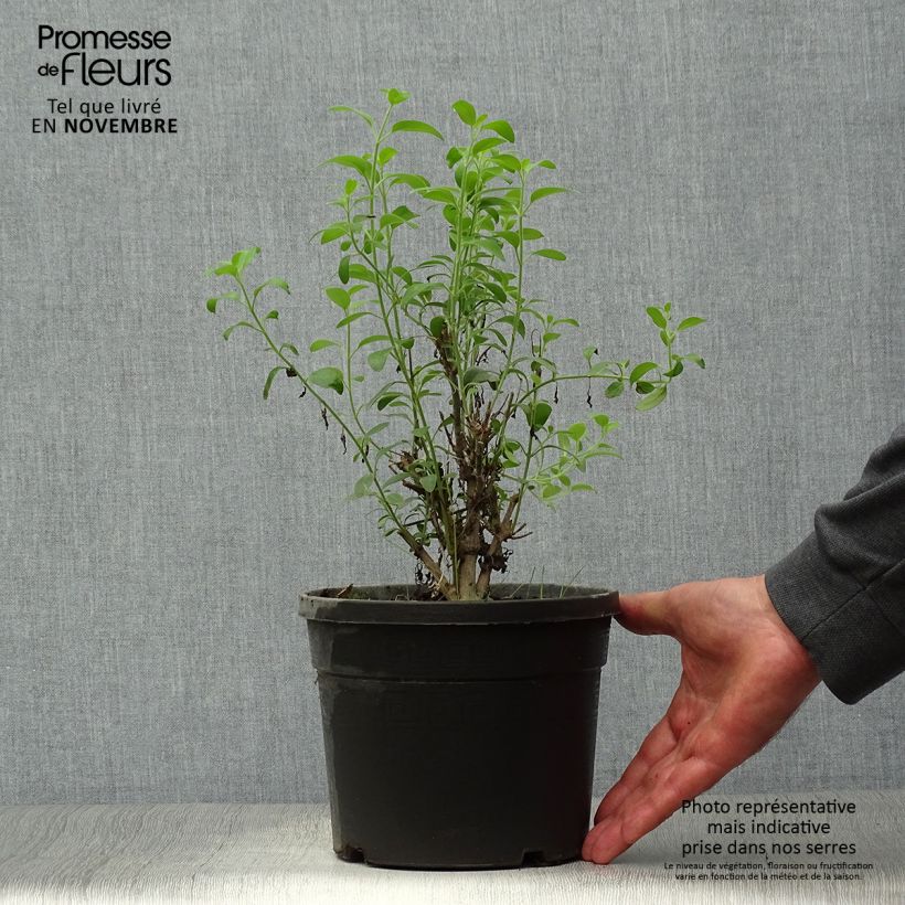 Galvezia speciosa 3L/4L pot sample as delivered in autumn
