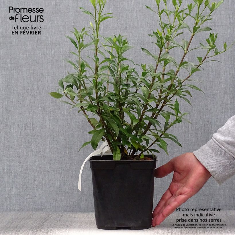 Gardenia jasminoides Sweetheart 2L/3L pot sample as delivered in autumn