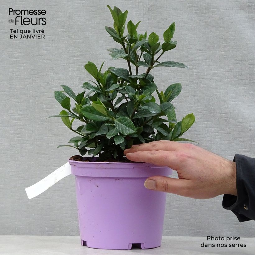 Gardenia jasminoides Crown Jewel - Cape Jasmine 2L/3L pot sample as delivered in winter