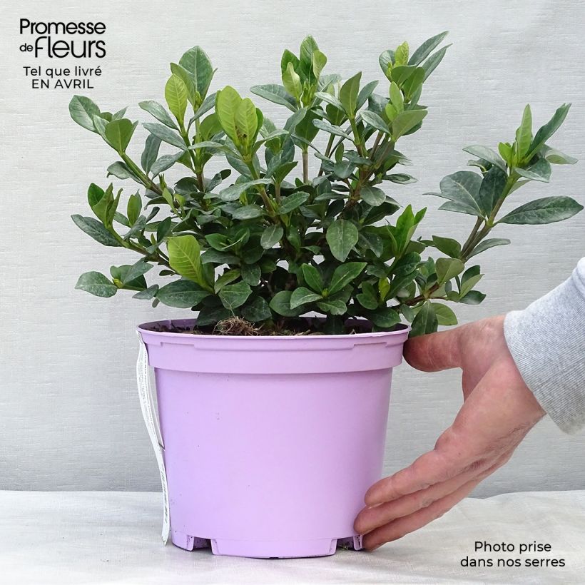 Gardenia jasminoides Crown Jewel - Cape Jasmine 2L/3L pot sample as delivered in spring