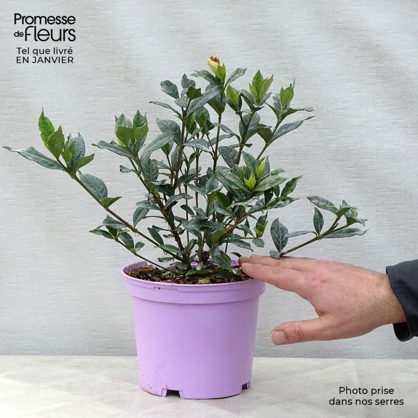 Gardenia jasminoides Double Mint 2L/3L pot sample as delivered in winter